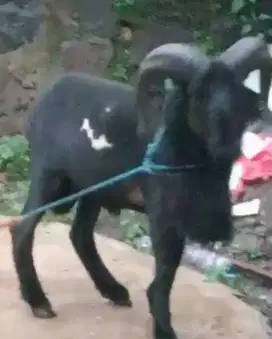 Dombar qurban padasuka atas