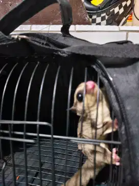Sugar glider grey het cream