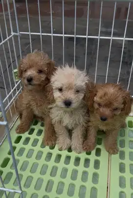 toy poodle apricot fawn