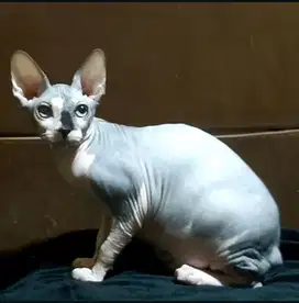 Sphynx Betina ped or non ped