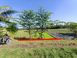 Dijual Tanah Sawah di Selatan Pasar Godean