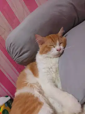 Kucing Persia Betina