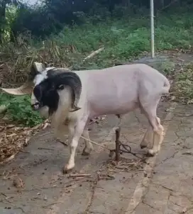 Domba qurban super