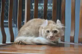 Kinkalo oyen jantan 5 bln
