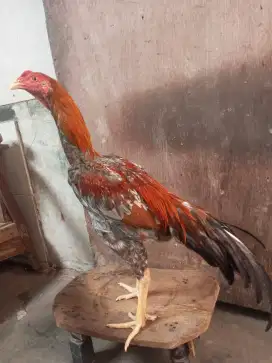 Ayam Bangkok Clasik muda
