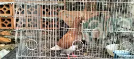 Satuan/Pasangan/Borongan Burung Dara