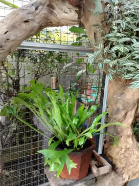 Jual tanaman kadaka