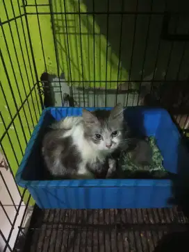 Induk dan 3 anak (1 cebol 2 ns)