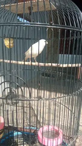 Burung Kenari  gacor sidoarjo
