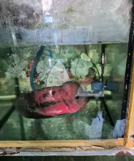 Ikan Louhan Kamfa Klasik
