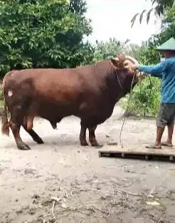 sapi qurban limosin 1,1 ton UP raksasa monster timbang real hidup2 top