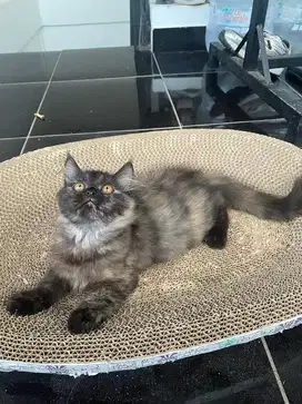 Kucing persia mainecoon mix