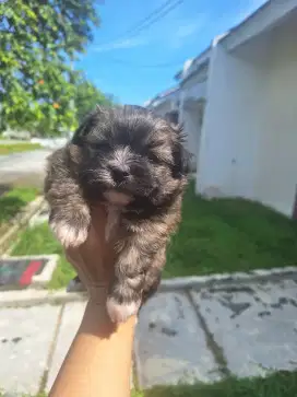 Dijual anakan shitzu pom