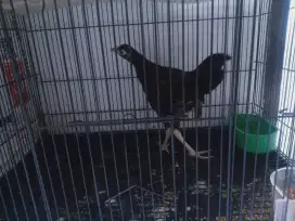 Ayam hutan hijau ORI lombok