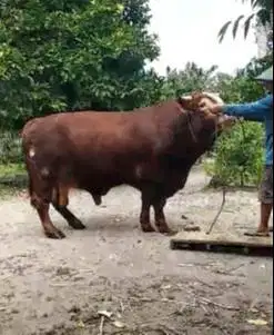 sapi limosin 1.1 ton UP timbang real hidup2 siap sapi kurban premium