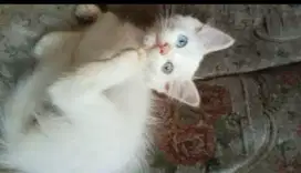 kucing mata beda warna