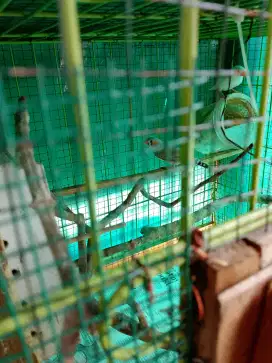 Jual murah burung zebra Finch 2pasang