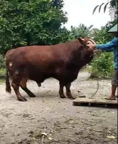 sapi limosin 1,1 ton UP siap sapi qurban premium 2025 jamin manteb top