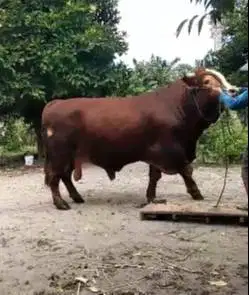 bonus 1 kambing sapi limosin 1,1 ton UP siap sapi qurban premium 2025
