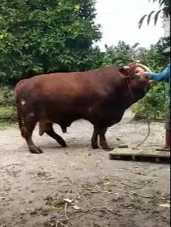 sapi limosin 1,1 ton UP siap sapi qurban terbaik 2025 timbang real top