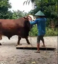 free LM 2gr beli sapi limosin 1,1 ton UP siap kurban 2025 timbang real