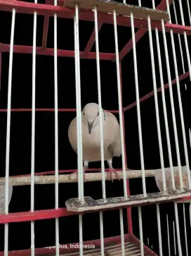Buru puter pelung