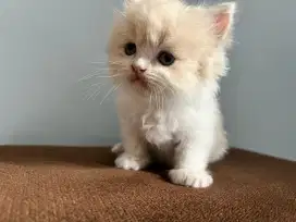 Kucing Platnose