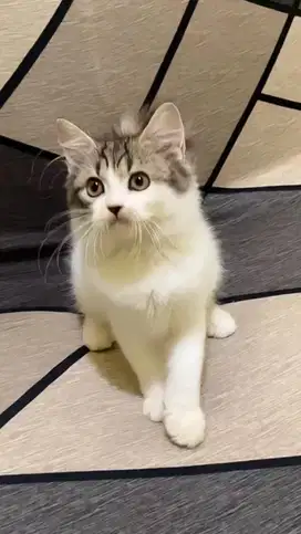 kucing persia mix spynx & peaknose