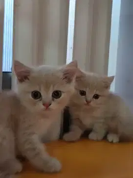 Bsh Golden 100% pure garansi 3bln jantan