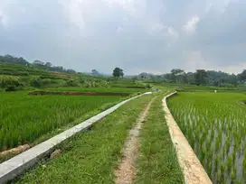 Tanah Subur Murah 75Jt 911m2 Dekat Pasar Batujamus