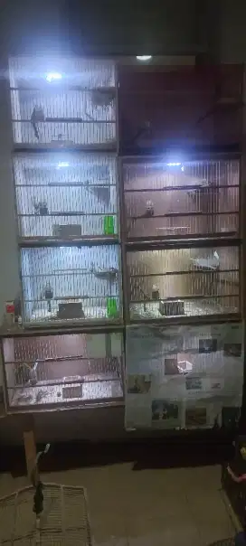 Box ternak kenari
