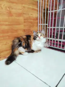 KUCING MUNCHKIN BETINA
