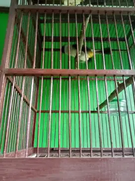 Burung kutilang + kandang
