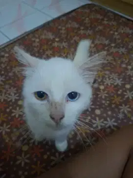 persia medium short hair, odd eye.