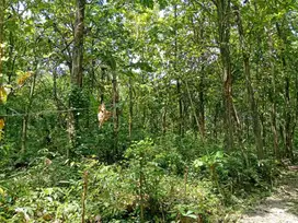 Dijual tanah luas 2.300 ada pohon jatinya grobogan jawa tengah