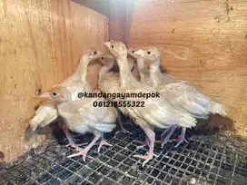 Ayam kalkun buorbon red 1 bulan