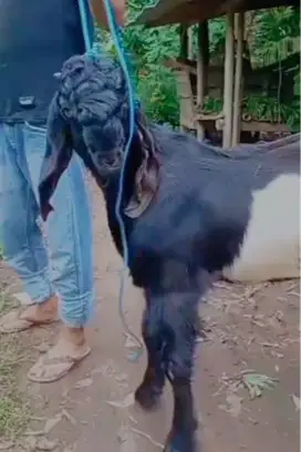 kambing qurban/kambing sehat/kambing aqiqah