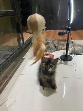 Kitten persia longhair