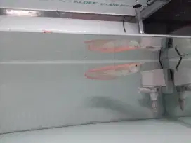 Arwana silver albino serat merah