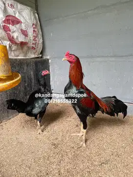 Ayam bangkok klasik sepasang
