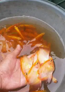 Bibit lele gurame nila baung