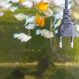 Anakan Ikan Molly pilihan warna