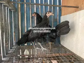 Ayam black sumatra sepasang