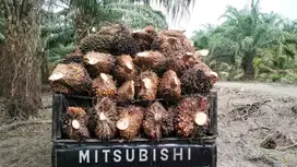 TANAH KEBUN SAWIT DIJUAL MURAH