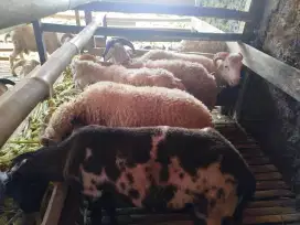 Domba Qurban Ismail