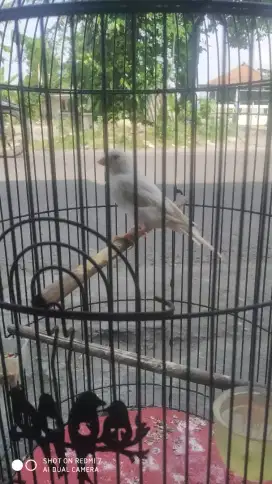 Kenari putih paut riwikan