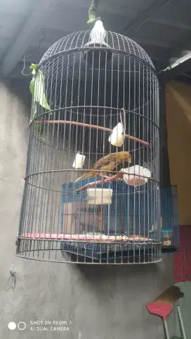 Kenari warna gelap ngeriwik(ada video)