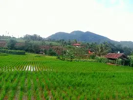 Dijual tanah sawah dengan air yang normal dekat jalan raya