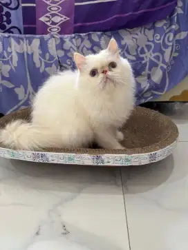 Kucing Peaknose