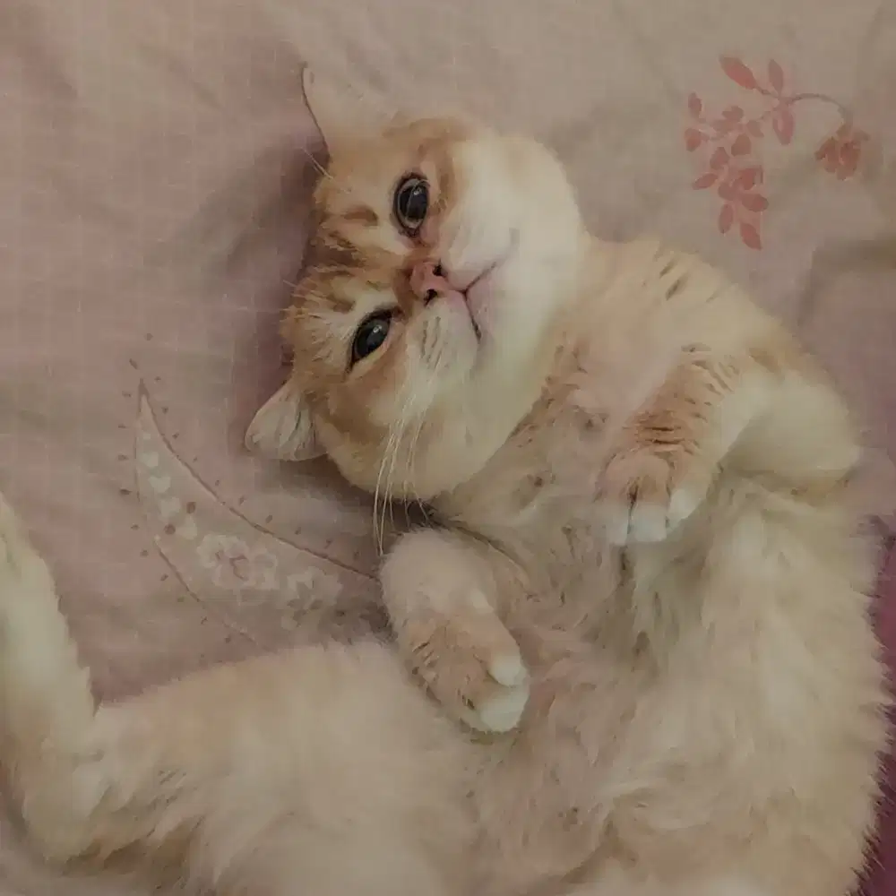 Jasa Pacak Kucing BSH Golden BigBone